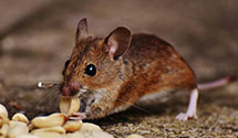 24 Hour & Emergency Exterminators in Price, ND